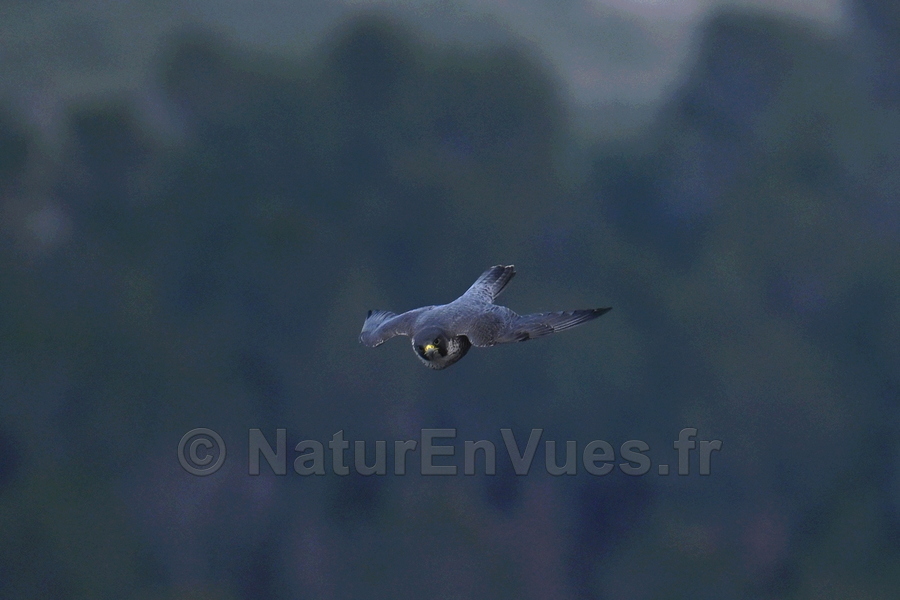 Faucon pèlerin (Var)