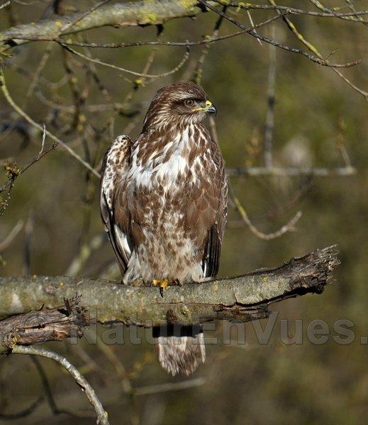 Buse variable (Gard)