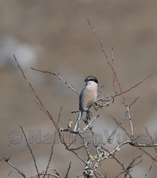 Pie-grièche méridionale (Lozère)