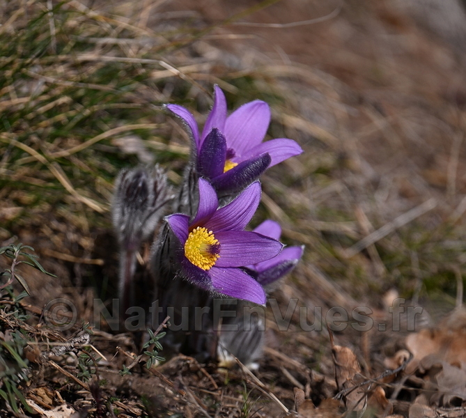 Pulsatille (Lozère)