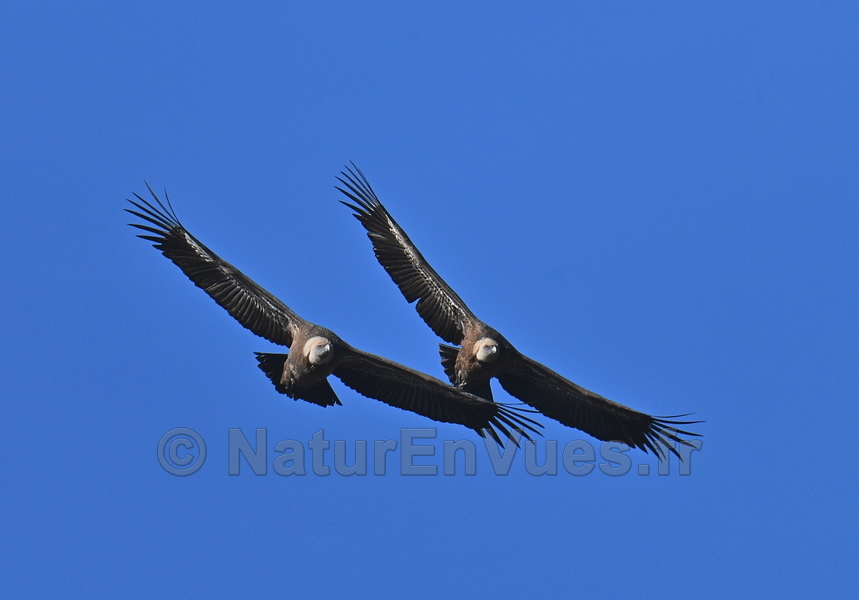 Vautour fauve (Lozère)