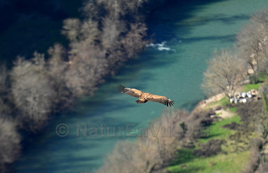 Vautour fauve sur le Tarn (48)