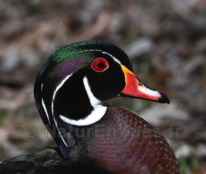Canard carolin (Montréal, Québec)828