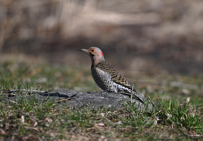 Pic flamboyant (Montréal, Québec)