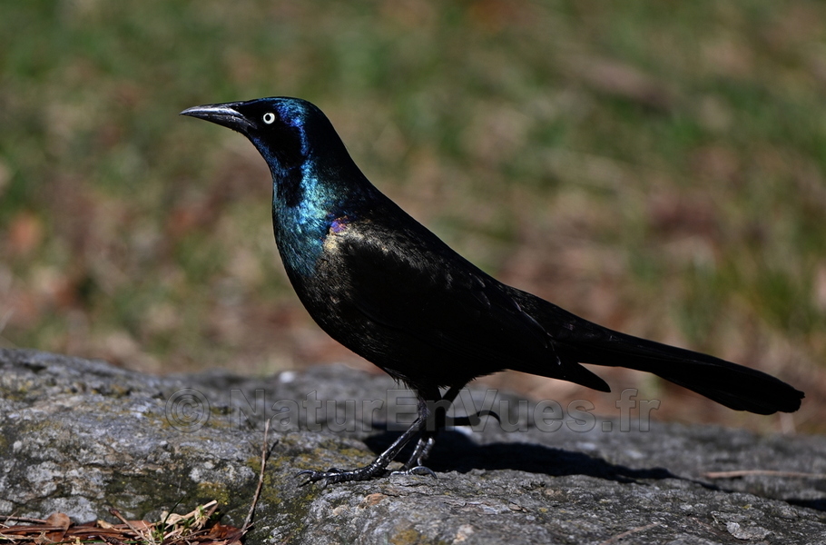 Quiscale bronzé (Montréal, Québec)