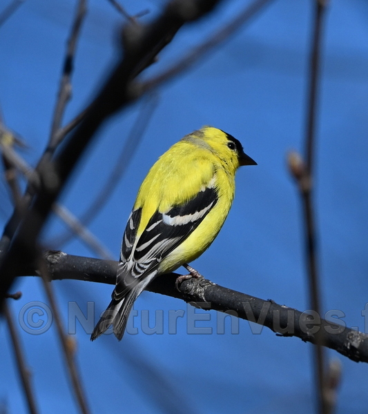Chardonneret jaune (Montréal, Québec)