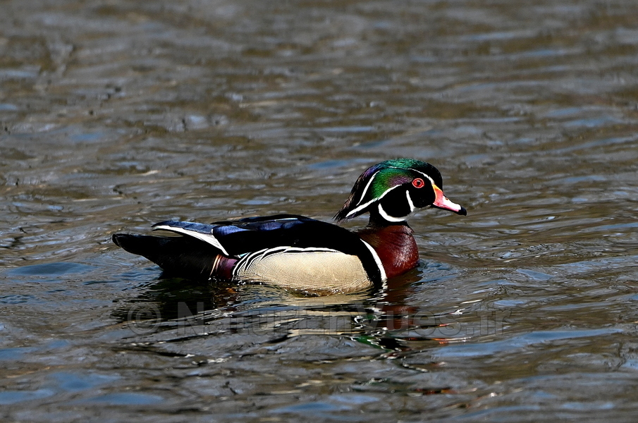 Canard carolin (Montréal, Québec)