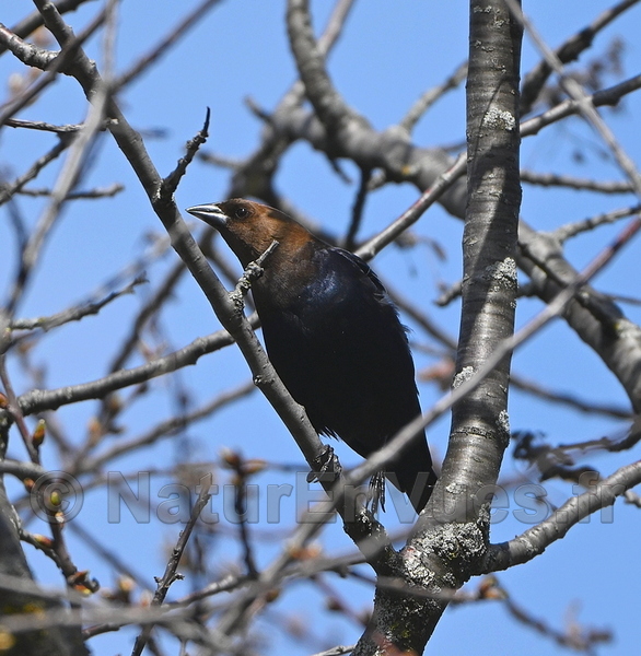 Vacher à tête brune (Montréal, Québec)