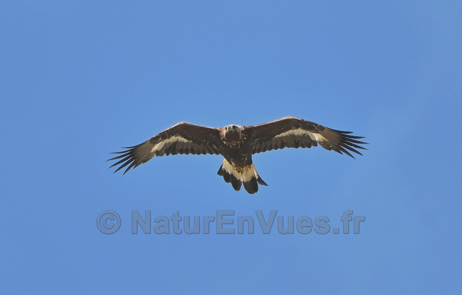 Aigle royal (col de la bonette, 06)