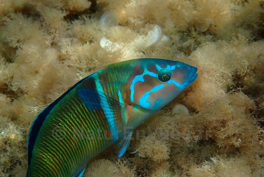 Girelle paon (Hyères, var)