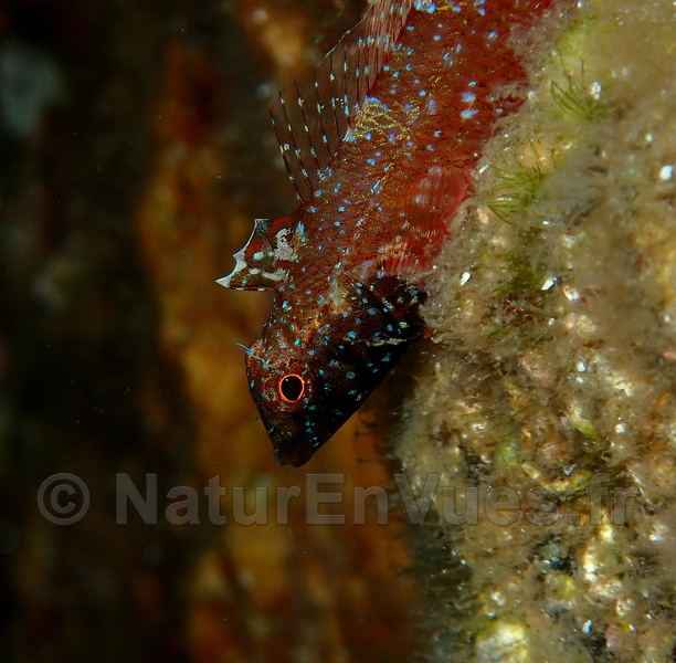 Tripterygion rouge (Hyères, var)