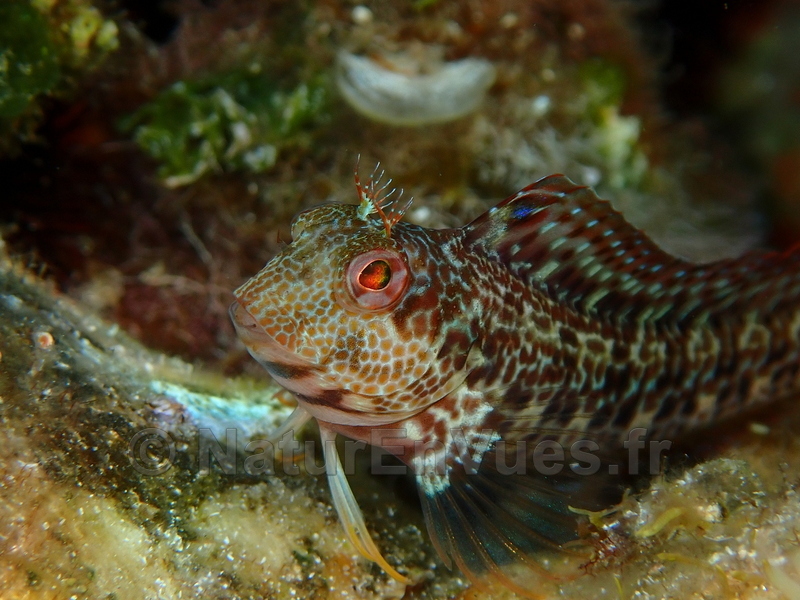 Blennie pilicorne (Bormes, 83)