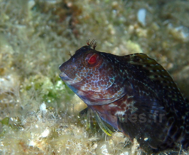 Blennie piliforme (Hyères, var)