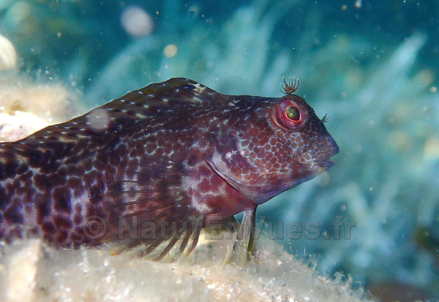 Blennie piliforme (Hyères, var)
