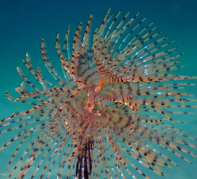 Spirographe (Hyères, var)