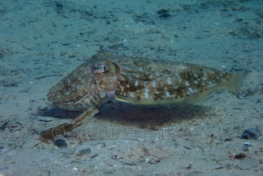 Seiche commune (Hyères, -5m)