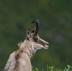 Chamois (06) 